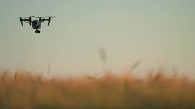 İnsansız hava aracı Ukrayna 'da ekin tarlasında uçuyor. Gündüz vakti. Güneşli bir günde hava görüntüleri. Yaz zamanı. Modern teknoloji. Kırsal görüş. Şehir dışında bir Quadcopter vuruldu. Hasat konsepti. Açık hava.