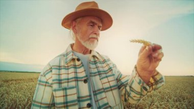 Buğday kulağı tutan yaşlı adam inceleniyor. Ekose gömlekli yaşlı bir çiftçinin tarlada çekilmiş görüntüleri. Kırsal, yerel işletme, tarım kavramı