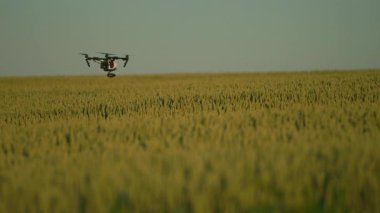İHA gökyüzünde uçuyor. Kırsal hava helikopteri. Sarı tarla yetiştiriyorum. Hasat et. Yenilik. Yeni teknoloji. Bitki örtüsü. Yavaş çekim