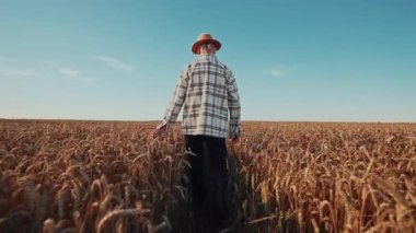 Buğday tarlasında yürüyüp buğday kulaklarına dokunan yaşlı çiftçiyi yakından çek. Mavi gökyüzü. Çiftçi. Organik. Doğa. Tarım. Yavaş çekim