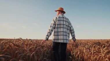 Gün batımında, yaşlı çiftçinin buğday tarlasında yürürken buğday kulaklarına dokunuşunu çek. Çiftçi. Organik. Doğa. Tarım. Yavaş çekim