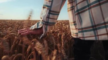 Gün batımında buğday tarlasında yürüyen yaşlı çiftçiyi vurdu. Buğday kulaklarına dokundu. Çiftçi. Organik. Doğa. Tarım. Yavaş çekim