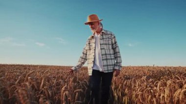 Şapkalı yakışıklı bir çiftçinin altın buğday tarlasında hasat toplarken etrafa bakınması. Tarım. Açık havada. Yavaş çekim