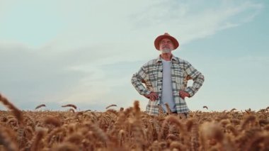 Altın buğday tarlasında duran şapkalı yakışıklı çiftçi manzarası. Hasat. Tarım. Açık havada. Yavaş çekim