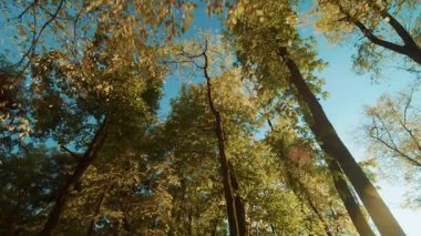 Sonbaharda doğanın güzel görüntüleri. Renkli yaprakları olan farklı türde ağaçlar. Yeşil ve sarı yaprakları ve ormanda mavi gökyüzü olan muhteşem ağaçların altından çekildi.