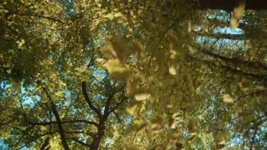 Sarı ve yeşil yapraklı harika ağaçların altından bak. Parkta inanılmaz bir doğa görüntüsü. Sonbahar geldi. Güneşli bir gün. Kimse yok.