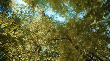 Yeşil ve sarı yapraklı güzel ağaçların manzarası. Ağaçların altından ve parktaki gökyüzü manzarasından çekim yapmak. Huzurlu atmosfer