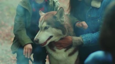 Kapalı eller piknikte kalın. Ağzı açık, boğuk, nefes alan ve insanların yanında oturan köpeklerle piknik yapın. Evcil hayvanlar ve insanlar. Keyif portresi. Yavaş çekim