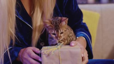 Sevimli, sevimli, bengal kedi yavrusu annesiyle birlikte hediye kutusunu açıyor. Doğum günü tatilinde hediyeleri açan bir kadının yakın çekimi. Evcil hayvan konsepti.