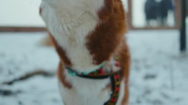 Güzel kış güneşli kış havasında, kar yağarken çekilen köpek portresini kapat ve kameraya bak. Açık hava memelileri kış manzarası evcil hayvan gözleri. Yavaş çekim