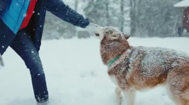 Mutlu köpek kışın dışarıda insanlarla oynarken eğleniyor. Soğuk alan ormanı dostluğu. Kar kadar yakışıklı. Portre. Yavaş çekim