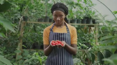 Mutlu genç çiftçi Afrikalı Amerikalı önlüklü neşeli kadın kırmızı domates gösteriyor ve gülümsüyor. Profesyonel sera çalışanı. Organikler için kavram.