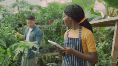 Çok ırklı, neşeli bir çift Afrikalı çiftçi ve Çinli işçi organik bitkilerle ilgileniyor, serada iş birliği yapıyor ve ürünleri topluyor..