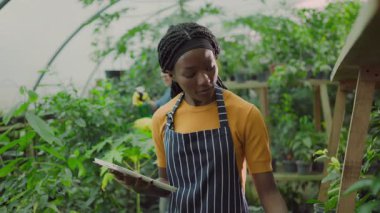 Önlük giymiş, elinde tablet bilgisayar olan ve kameraya gülümseyen Afro-Amerikan akıllı çiftçi mühendisi. Sera portresi. Takım çalışması.