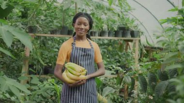 Başarılı genç Afro-Amerikalı mutlu kadın olgun muz topluyor ve modern sera çiftliğinde çalışıyor. Güzel, güzel bir kadın çiftçi. Organik meyve yetiştirme.