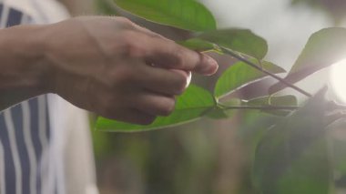 Çiftçiler, sinematik gün ışığında limon ağacının olgunlaşmamış meyvesine dokunuyor. Yaz sezonu. Organik tarım ürünleri. Limonlar.