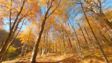 Dışarıdaki pitoresk sonbahar ormanında FPV drone uçuruyor. Renkli sarı altın ormanlarda parlayan güzel güneş ışınları. Parlak gökyüzü. Seyahat kavramı.