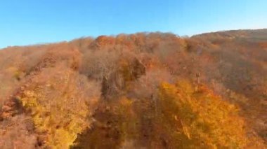 Parlak güneşli bir günde güzel vahşi sonbahar doğa ormanlarının sinematik klibi. FPV İHA uçuşu çok renkli sarı orman manzarası üzerinde.