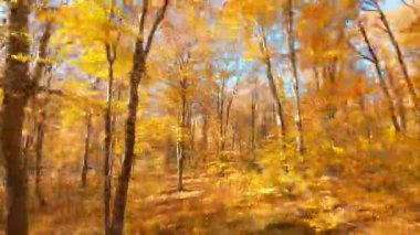 Fevkalade turuncu sarı renkli, güneşli orman sonbahar manzaralı vahşi doğada uçan dron. Hava FPV uçuşu.