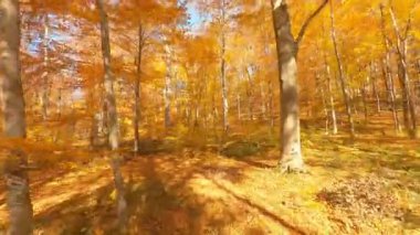 Hava aracındaki sinematik orman. FPV manevra kabiliyeti olan güzel bir sonbahar, ekim ayı orman manzarası. Vahşi orman. Macera konsepti.