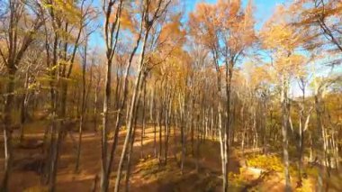 Orman görüntüleri. Muhteşem insansız hava aracı manzarası. Huzurlu, vahşi ahşap portakal ağaçlarının manzarasına ilham veriyor. Harika bir doğa. Sonbahar mevsimi.