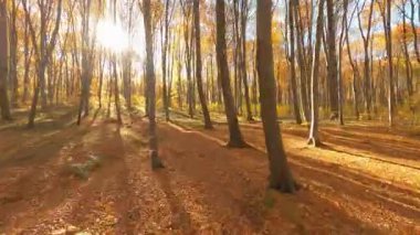 Sinematik FPV insansız hava araçları güzel turuncu renkli vahşi orman ortamında uçuyor. Doğa. Sonbahar mevsimi.