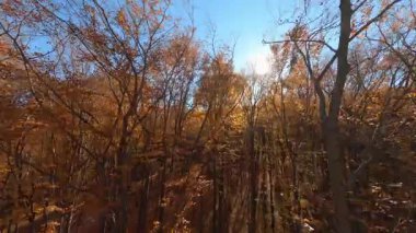FPV, parlak manzaralı, turuncu orman yeşillikleri arasında manevra yapabilen insansız hava aracı. Yolculuk. Macera.