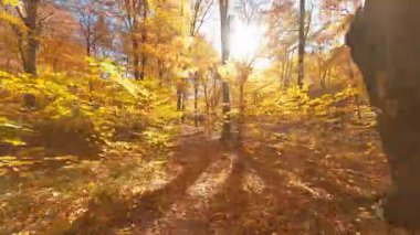 Drone ormanda uçuyor. FPV uçuş sahnesi sinematik sonbahar mevsimi ormanı altın sarısı ağaç yaprağı manzaralı.