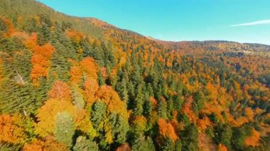 Vahşi, güzel doğa manzarasının sinematik klibi. Harika yeşil ağaçları olan renkli bir orman. Dağ manzarası. Hava İHA 'sı.