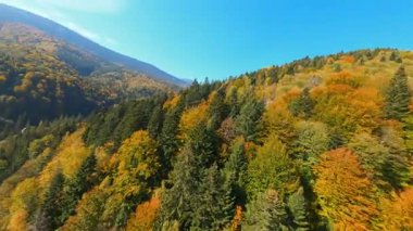 Ormanın derinliklerinde renkli ağaçlarla kaplı görkemli dağların ilham verici görüntüsü. FPV insansız hava aracı seyahat görünümleri.