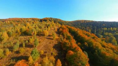 Manzara. Kırsalda, renkli turuncu ormanların ve dağların üzerinde uçan FPV insansız hava aracı uçuşu. Vahşi doğa. Macera. Seyahat.