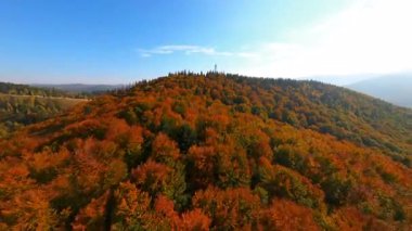 Uçan kuş gözü büyülü sonbahar ormanı ve görkemli dağ tepeleri üzerinde uçuyor. Muhteşem bir yolculuk. Yolculuk. Özgürlük için. FPV.