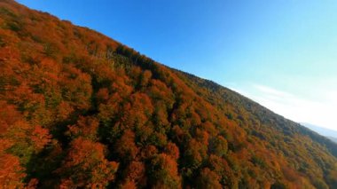FPV 'nin sonbahar dağları üzerinde uçan insansız hava aracı görüntüleri. Çok renkli turuncu orman tepeleri ve parlak mavi güneşli gökyüzü..