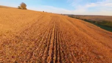 FPV uçuşu. Güneşli bir günde tarımsal büyük buğday tarlalarının sinematik videosu. Sonbahar hasadı. Tarım. Tarım.