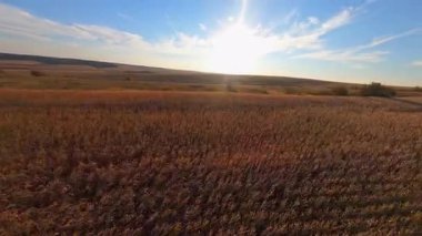 Tarım çiftliğindeki güzel buğday tarlalarının üzerinde uçan bir FPV uçağı. Harika bir kırsal bölge. Manzara.