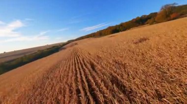 Güneşli bir sonbahar gününde bitmeyen tarla hasat tarlalarının tarım ekili tarım arazilerinin hava sineması videosu. FPV İHA.