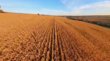 Sonsuz kırsal buğday tarlası ekiminin sinematik FPV hava görüntüsü. Tarım işi. Uçuş.