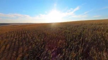 Tarımsal ve bitmeyen buğday tarlaları üzerinde uçan FPV uçuşu tarım arazisi kırsalında hasat ediyor. Manzara. Özgürlük yolculuğu.