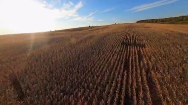 FPV insansız hava aracı güzel kırsal bölgeleri, tarlaları ve büyüyen buğday ekinlerini görüntüler. Hava uçuşu. Parlak gökyüzü. Manzara.