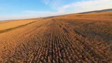 Uçan FPV insansız hava aracı görüntüsü uçsuz bucaksız tarım arazileri ve büyüyen buğday ekinleri. Kırsal kesimde. Tarım işi. Seyahat.