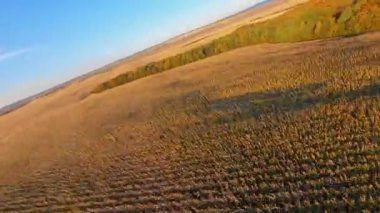 Güneşli bir sabahta kırsal manzaranın sinematik videosu. Tarım arazisi buğday tarlalarının üzerinde havadan FPV uçuşu. Tarım.