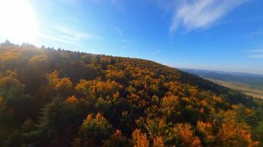 Çok renkli sonbahar manzarasının üstündeki hava manzarası orman ağaçlarının tepelerine düşer. Olağanüstü bir doğa. Manevra kabiliyeti olan FPV uçuşu. Kırsal kesimde. Manzara.