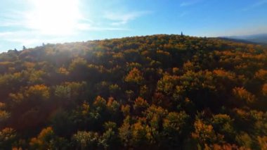 Hava aracı güzel sonbahar mevsimi orman ağaçlarının yaprakları üzerinde uçuyor. Doğal ortam. Seyahat et. Atmosferik yolculuk. FPV.