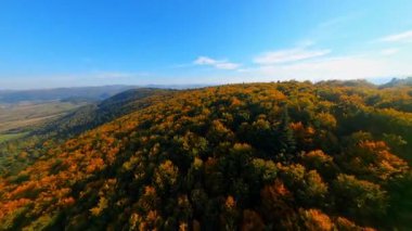 FPV sonbahar mevsiminde muhteşem mistik ormanların insansız hava aracı. Renkli çam ağaçlarının üzerinde havadan uçuşlar. Parlak güneşli bir gün. Güzel sonbahar.