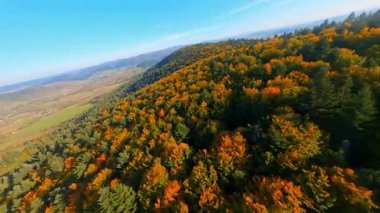 FPV 'nin hava yolculuğu için kullandığı İHA renkli turuncu, sarı ağaçların üzerinde. Sonbahar mevsiminde orman doğası. Güzel sonbahar konsepti.