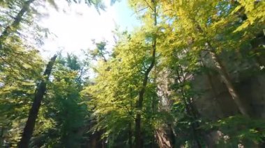 Ormanda güzel bir gün. Muhteşem taştan arazisi olan muhteşem yeşil yaz ormanlarının FPV uçuş videosu. Dovbush Kayaları. Seyahat hedefi.