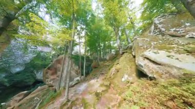 FPV insansız hava aracı, çeşitli ağaçlar ve kayalarla dolu tepelik orman arazisinde uçuyor. Gizemli bir sahne. Vahşi orman. Orman. Yürüyüş. Macera.