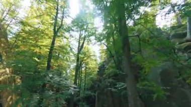 Mistik orman manzarasında hava uçuşu. Yeşil ağaçların arasında kayalar var. Sinematik FPV seyahati. Saf doğa. Seyahat kavramı.