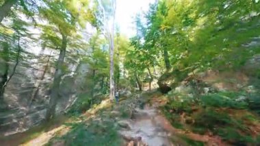 FPV ormanın derinliklerinde yaz manzarası boyunca uçuyor. Erkek turist sırt çantasıyla ormanda tek başına yürüyüş yapıyor. Seyahat et. Özgürlük ve macera. Hareket görünümleri.