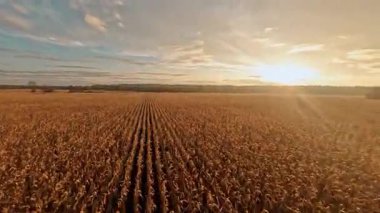 FPV tarımsal alan üzerinde İHA uçuruyor. Resimli portakal hasadı buğday tarlası ekinleri ve güzel ufuk çizgisi. Gün batımı manzarası. Hava görüntüsü.